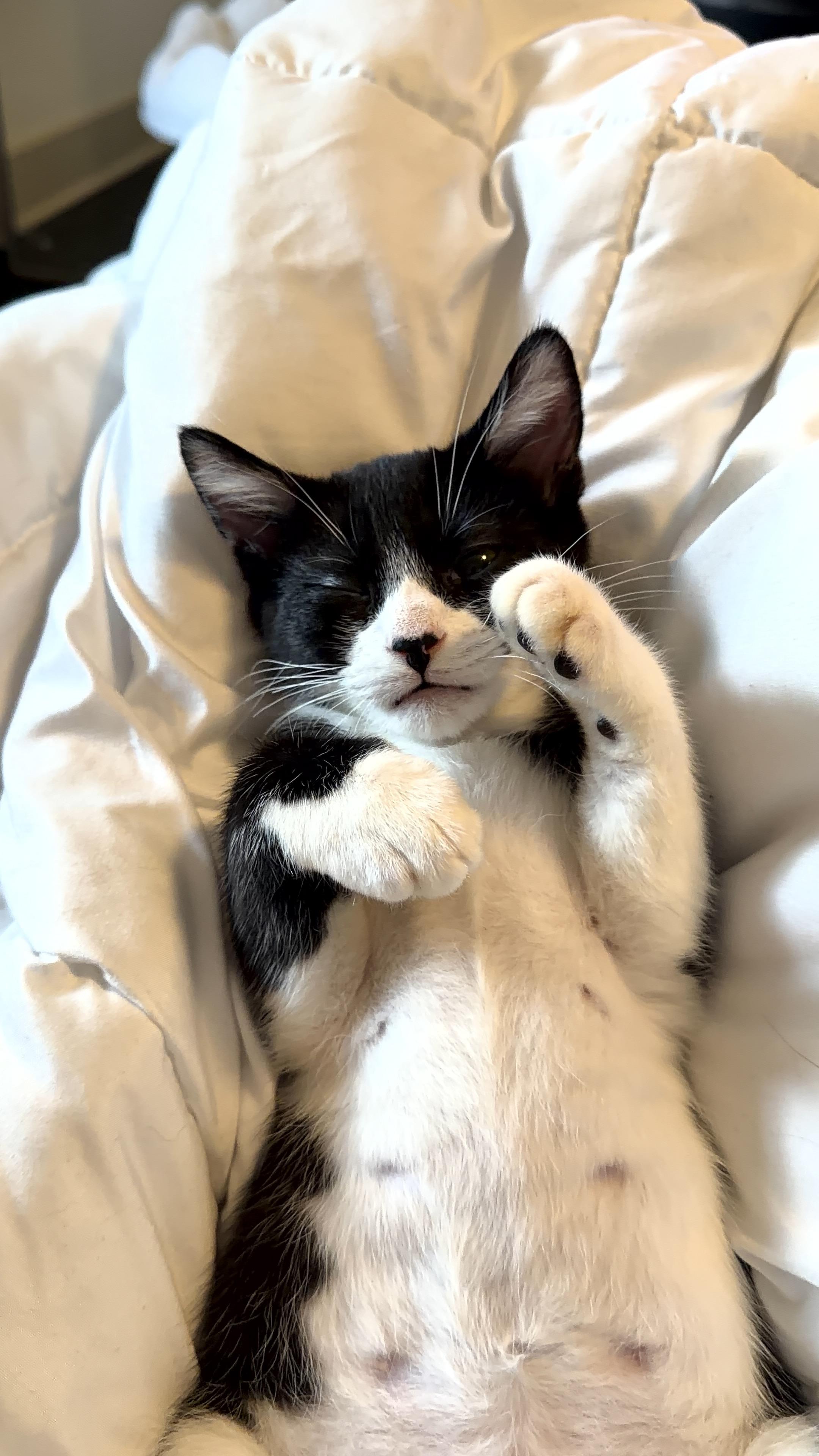 Huey, an adopted Domestic Short Hair in Boston, MA image 2/6