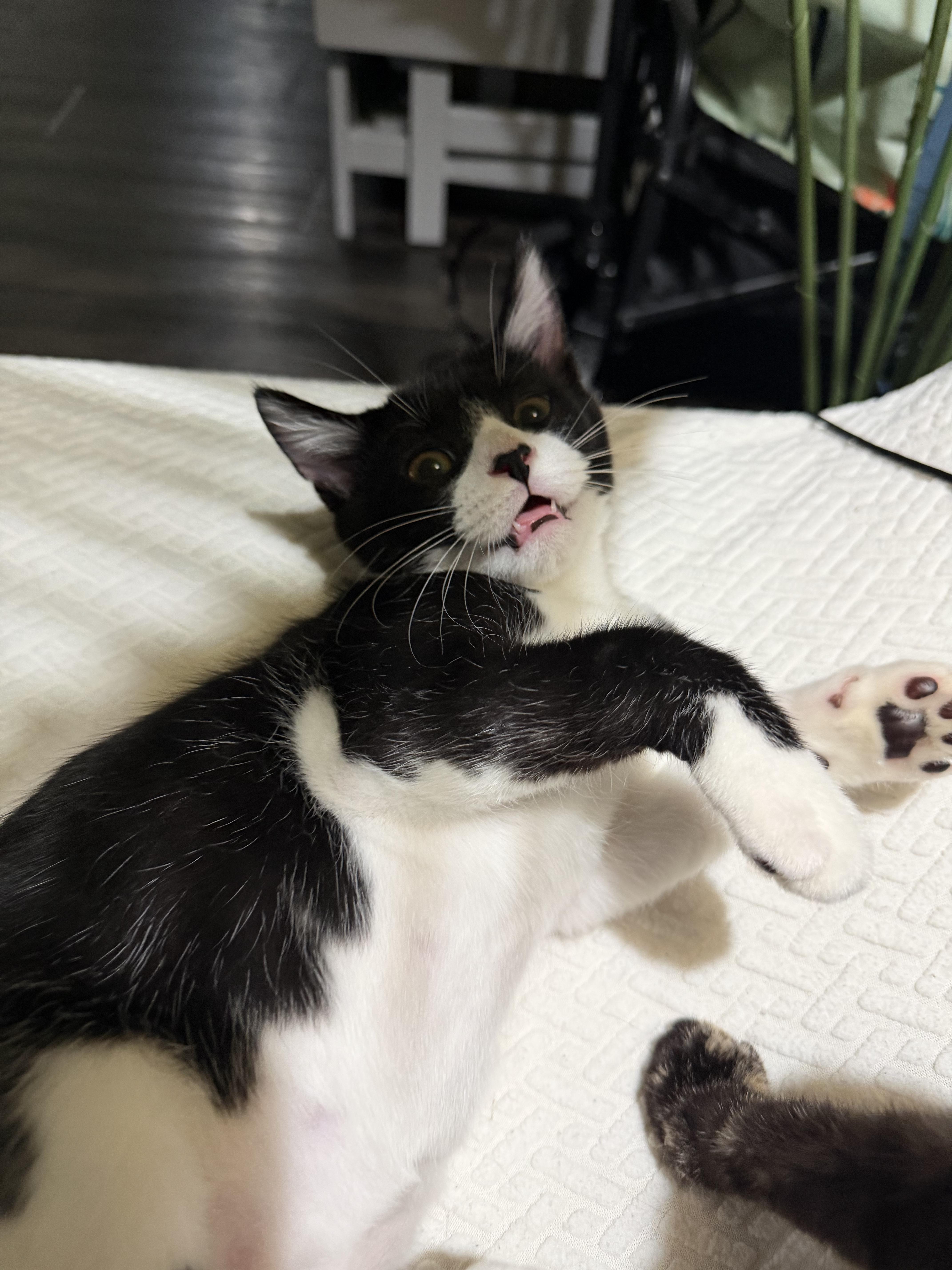 Huey, an adopted Domestic Short Hair in Boston, MA image 5/6