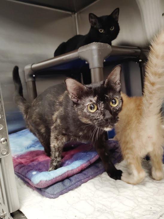 Dudette, Adoptable, Young Female Domestic Short Hair.