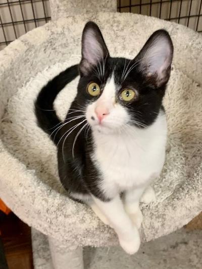 Enlarge Laguna, a Adoptable Domestic Short Hair in West Hills, CA image 1/3