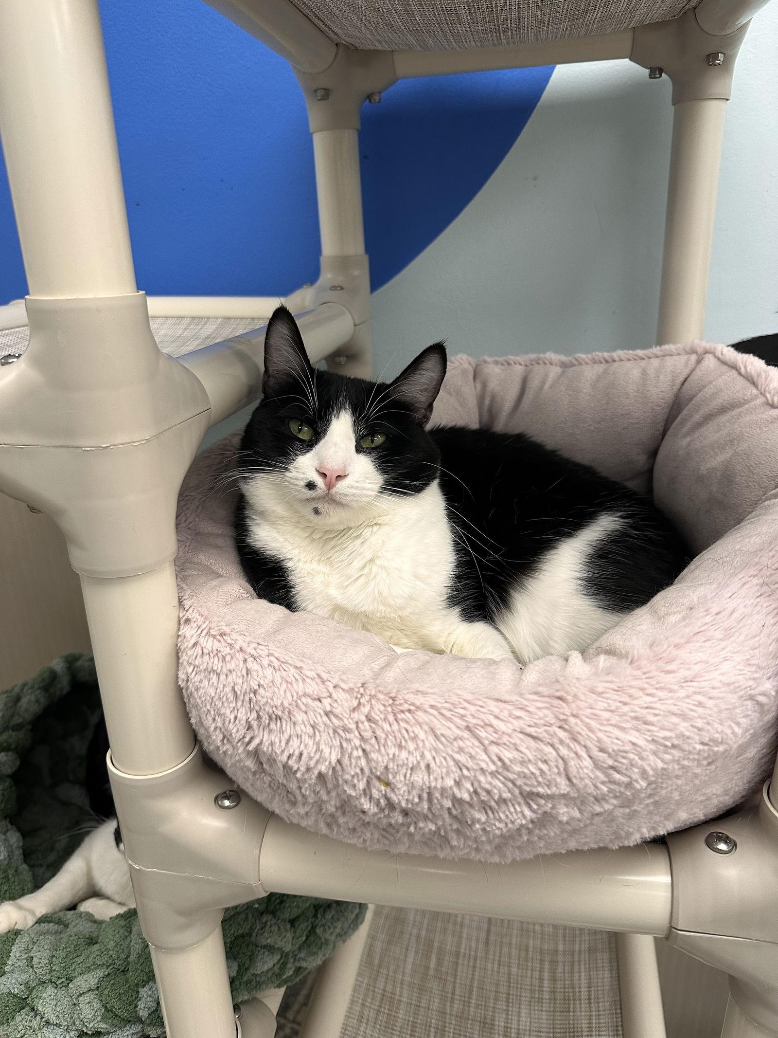 Enlarge Laguna, a Adoptable Domestic Short Hair in West Hills, CA image 1/3