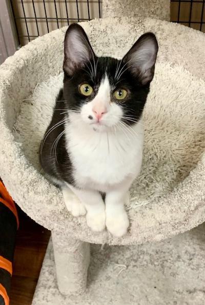 Enlarge Laguna, a Adoptable Domestic Short Hair in West Hills, CA image 2/3