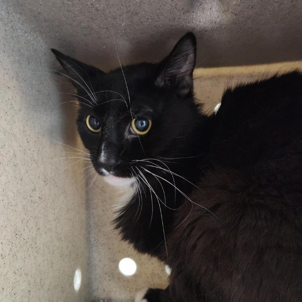 Enlarge Pierogi, a Adoptable Domestic Short Hair in Tacoma, WA image 1/1