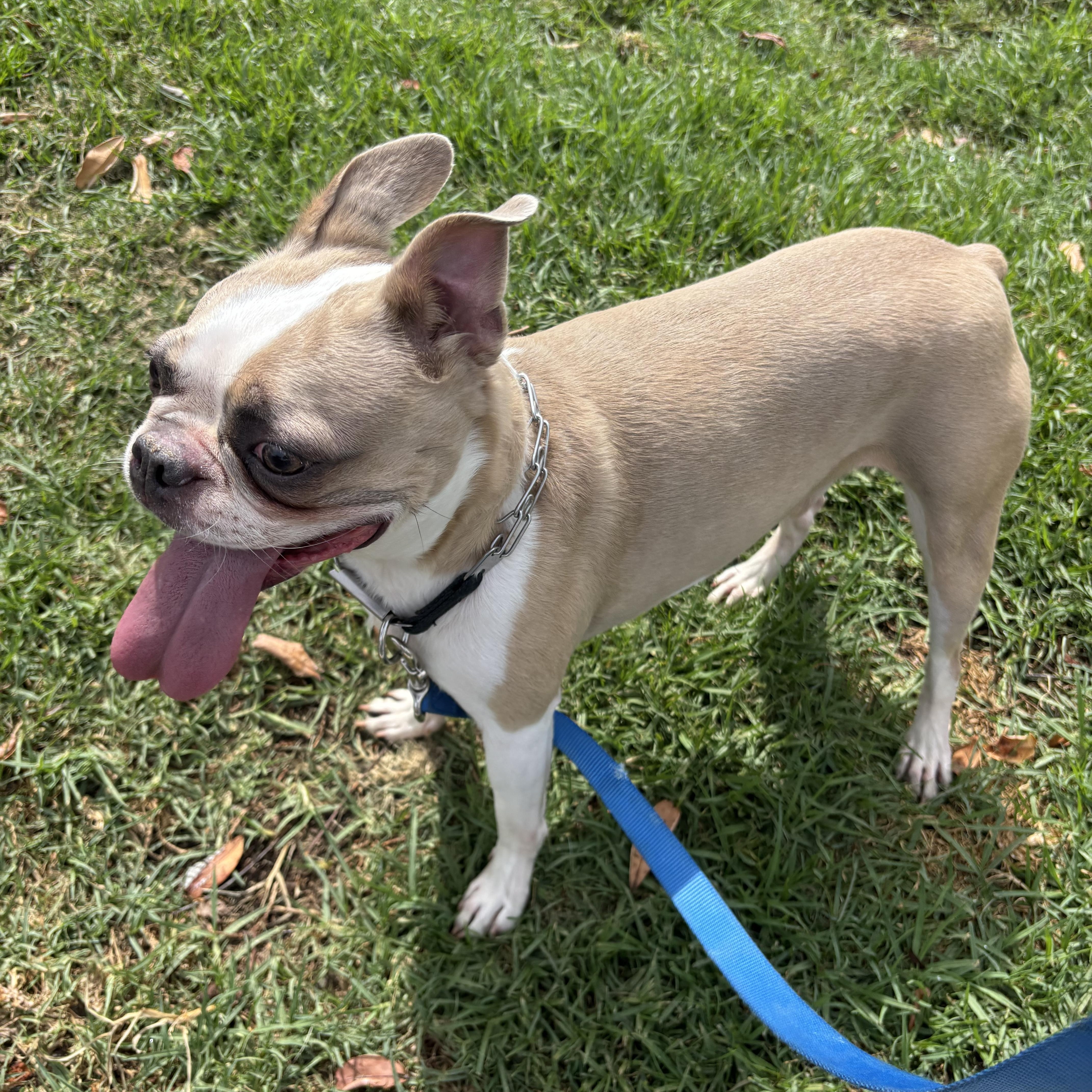 Enlarge Cosmo, a ADOPTABLE Boston Terrier in Rancho Santa Margarita, CA image 1/2