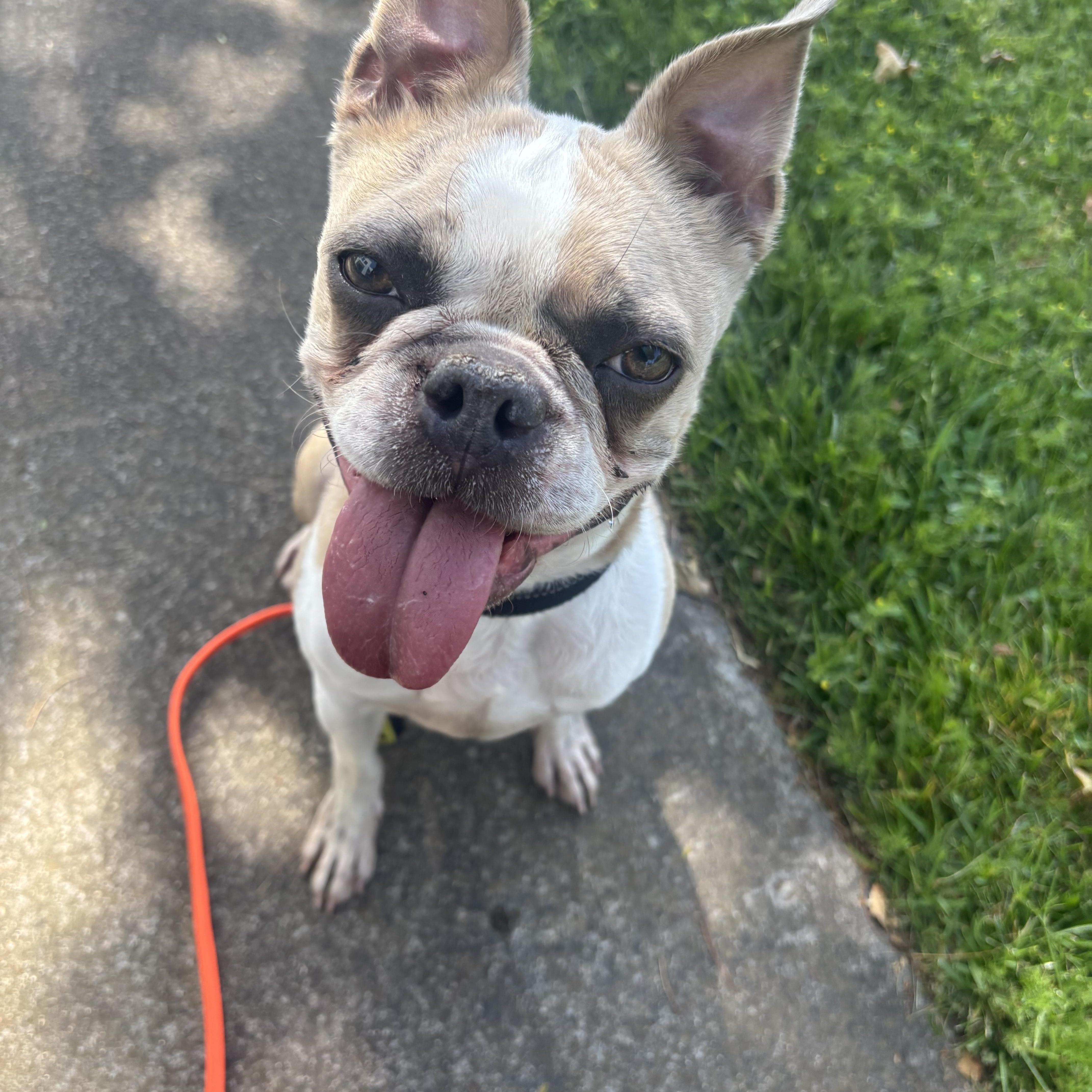 Enlarge Cosmo, a ADOPTABLE Boston Terrier in Rancho Santa Margarita, CA image 1/6