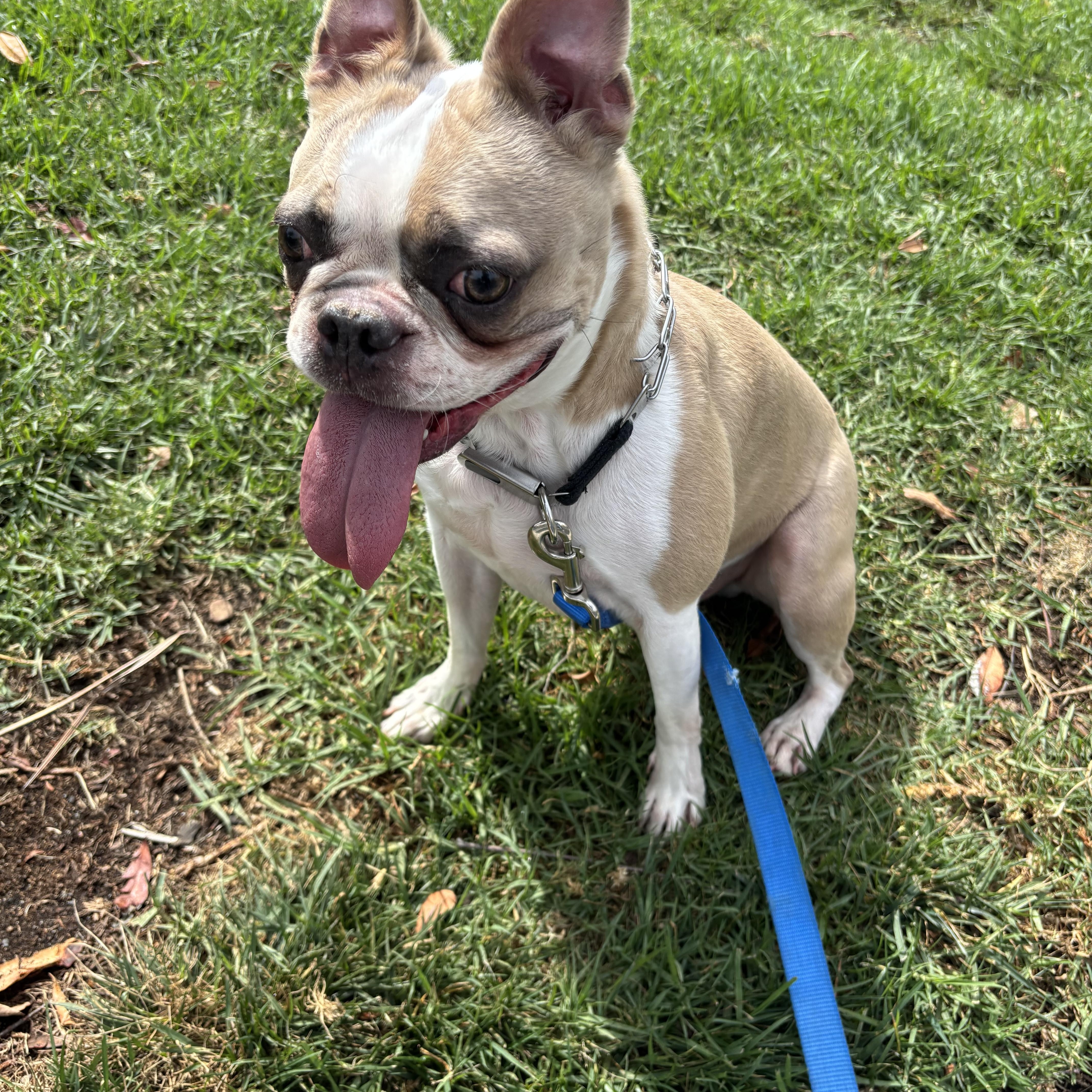 Enlarge Cosmo, a ADOPTABLE Boston Terrier in Rancho Santa Margarita, CA image 2/2