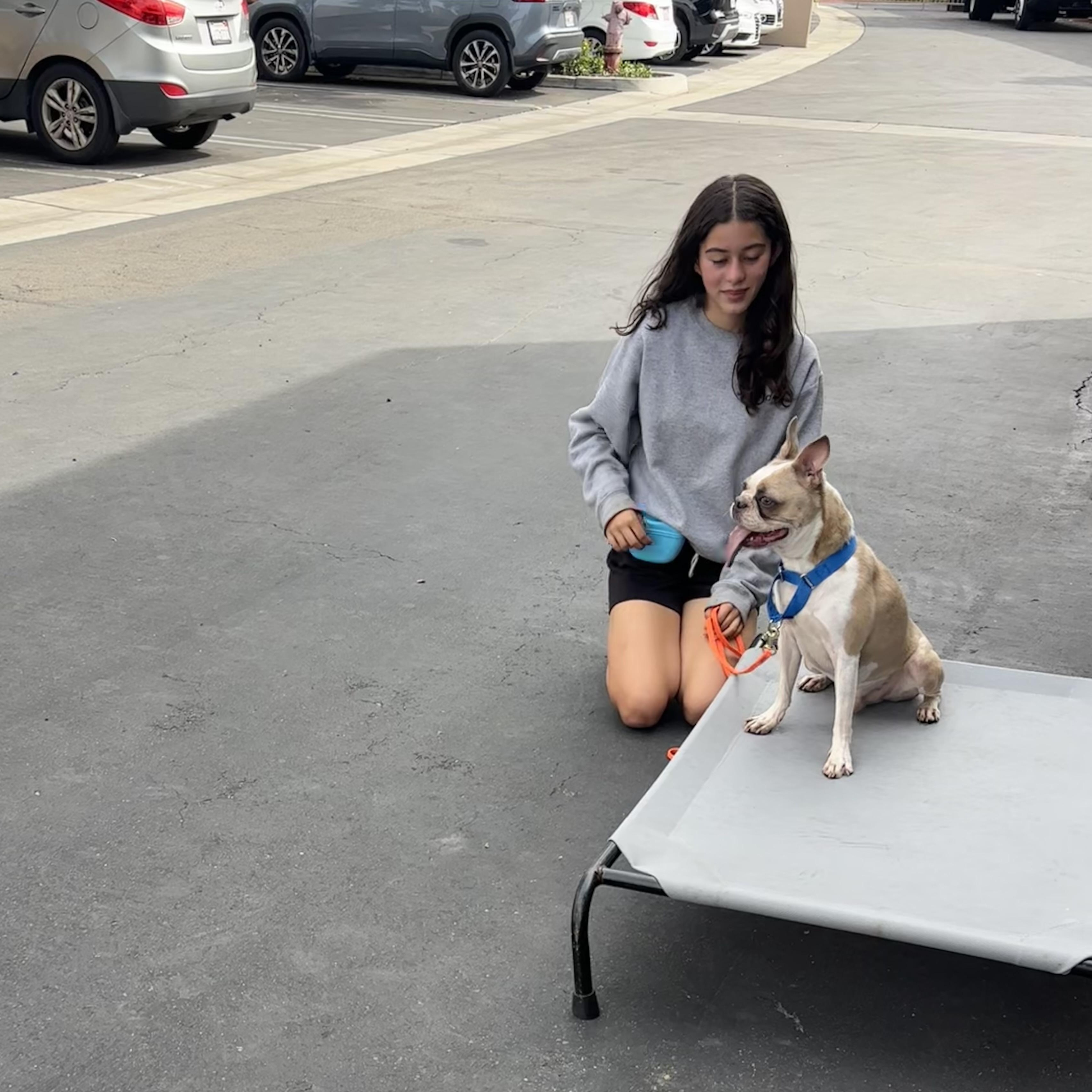Enlarge Cosmo, a ADOPTABLE Boston Terrier in Rancho Santa Margarita, CA image 5/6