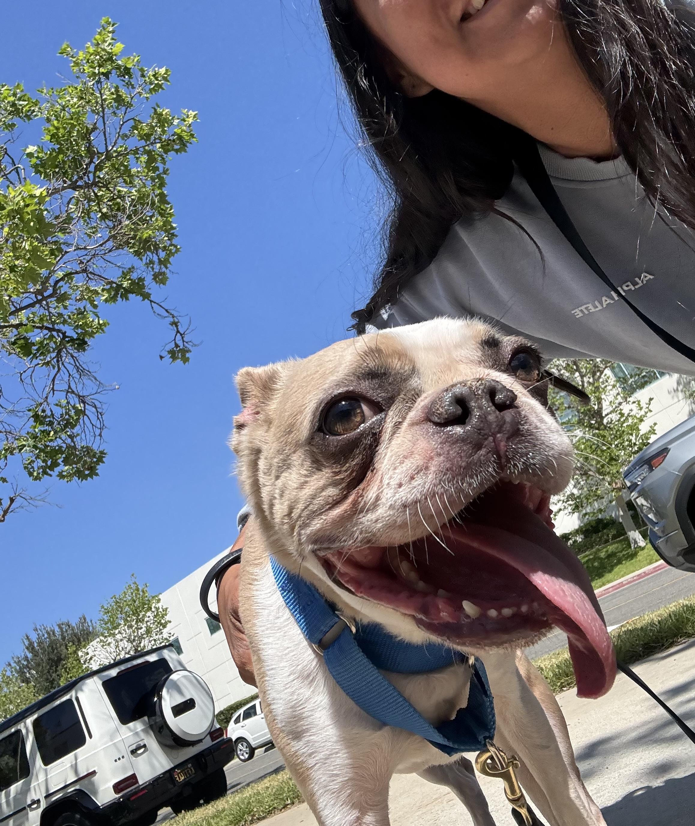 Enlarge Cosmo, a ADOPTABLE Boston Terrier in Rancho Santa Margarita, CA image 4/6