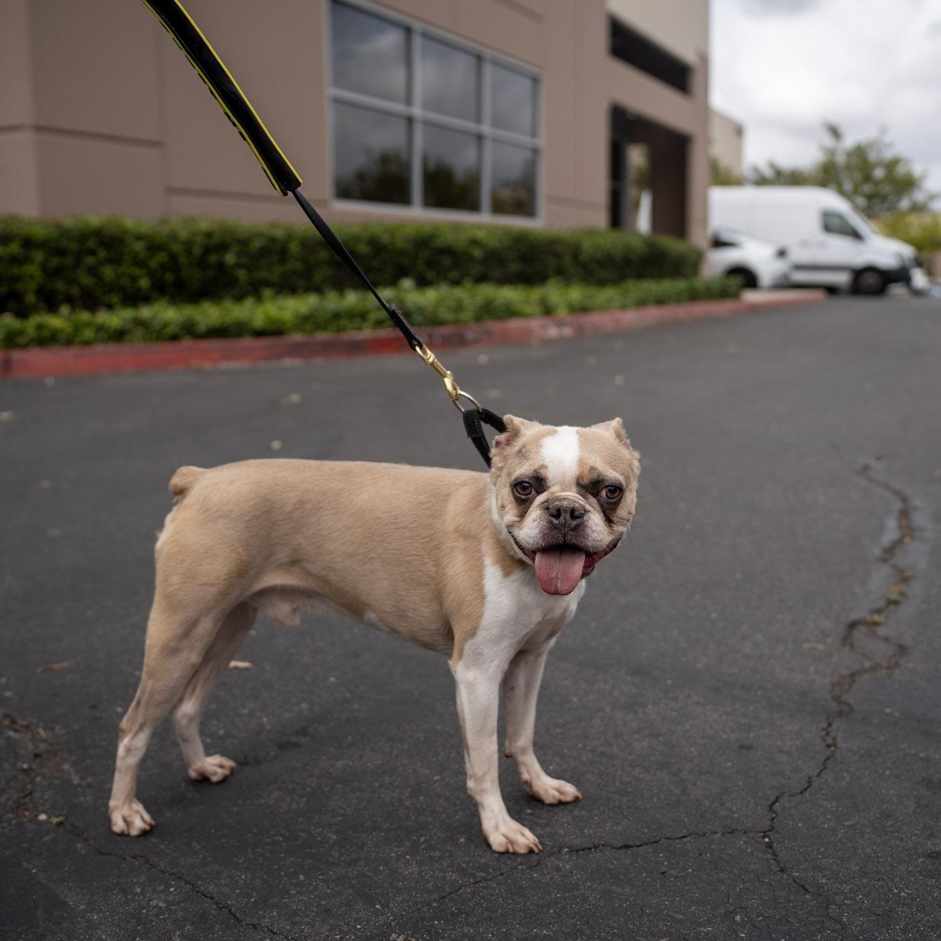 Enlarge Cosmo, a ADOPTABLE Boston Terrier in Rancho Santa Margarita, CA image 2/6