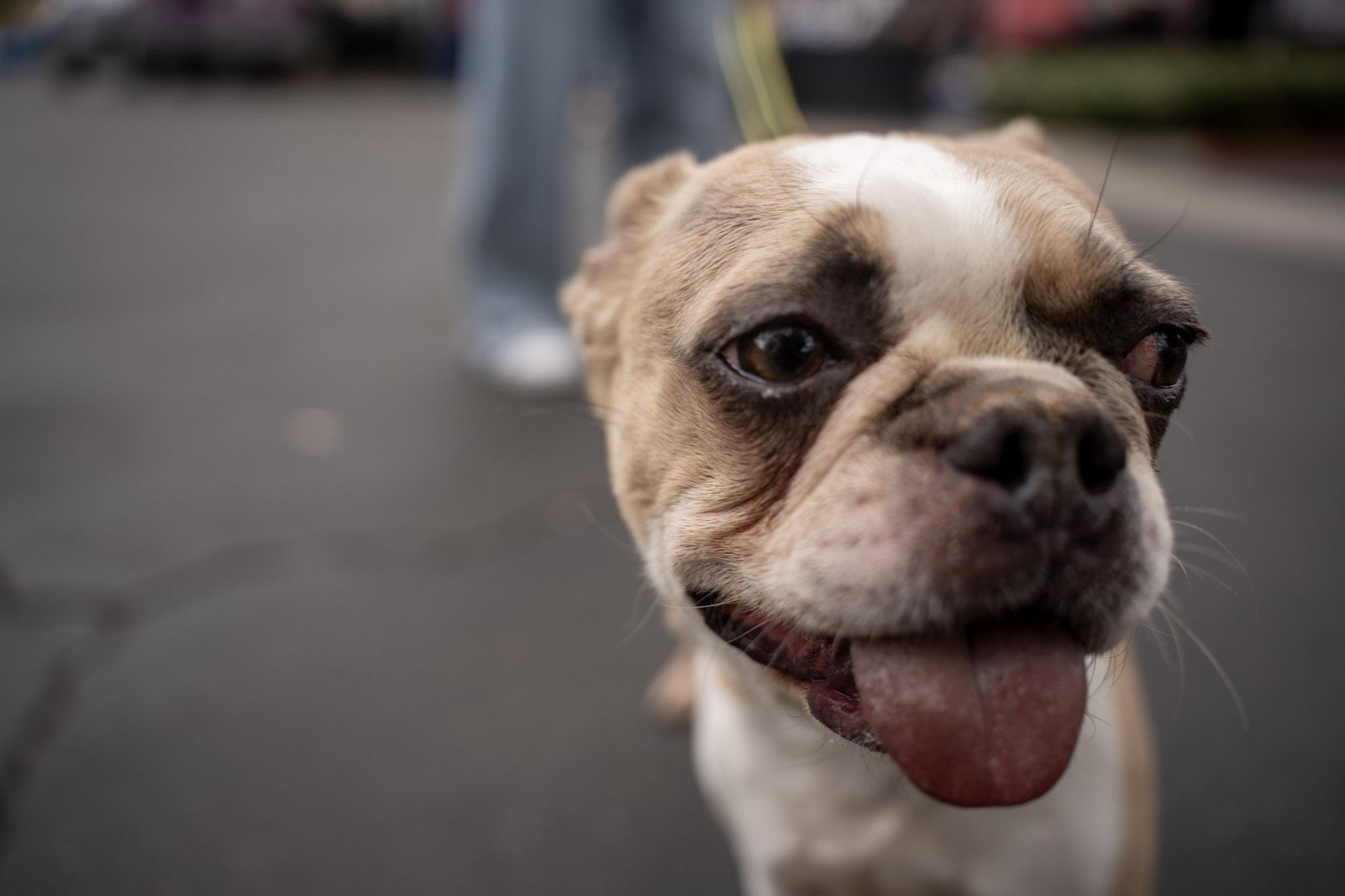 Enlarge Cosmo, a ADOPTABLE Boston Terrier in Rancho Santa Margarita, CA image 6/6