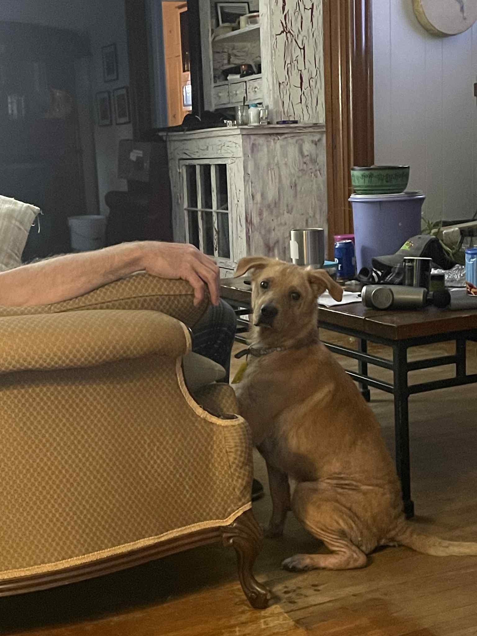 Buddy, Adoptable, Adult Male Golden Retriever.