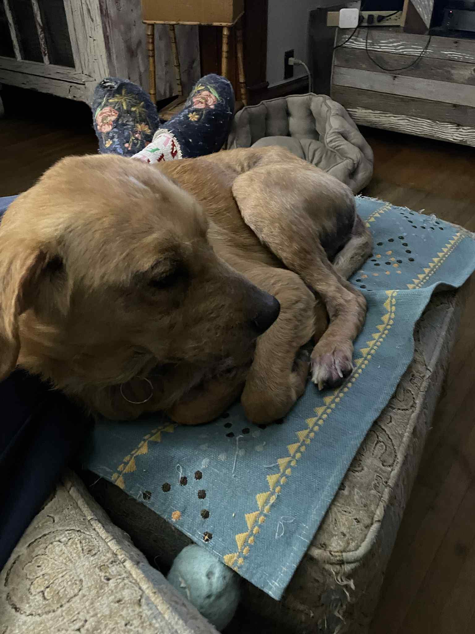 Enlarge Buddy, a Adoptable mixed breed in Byron, IL image 2/6