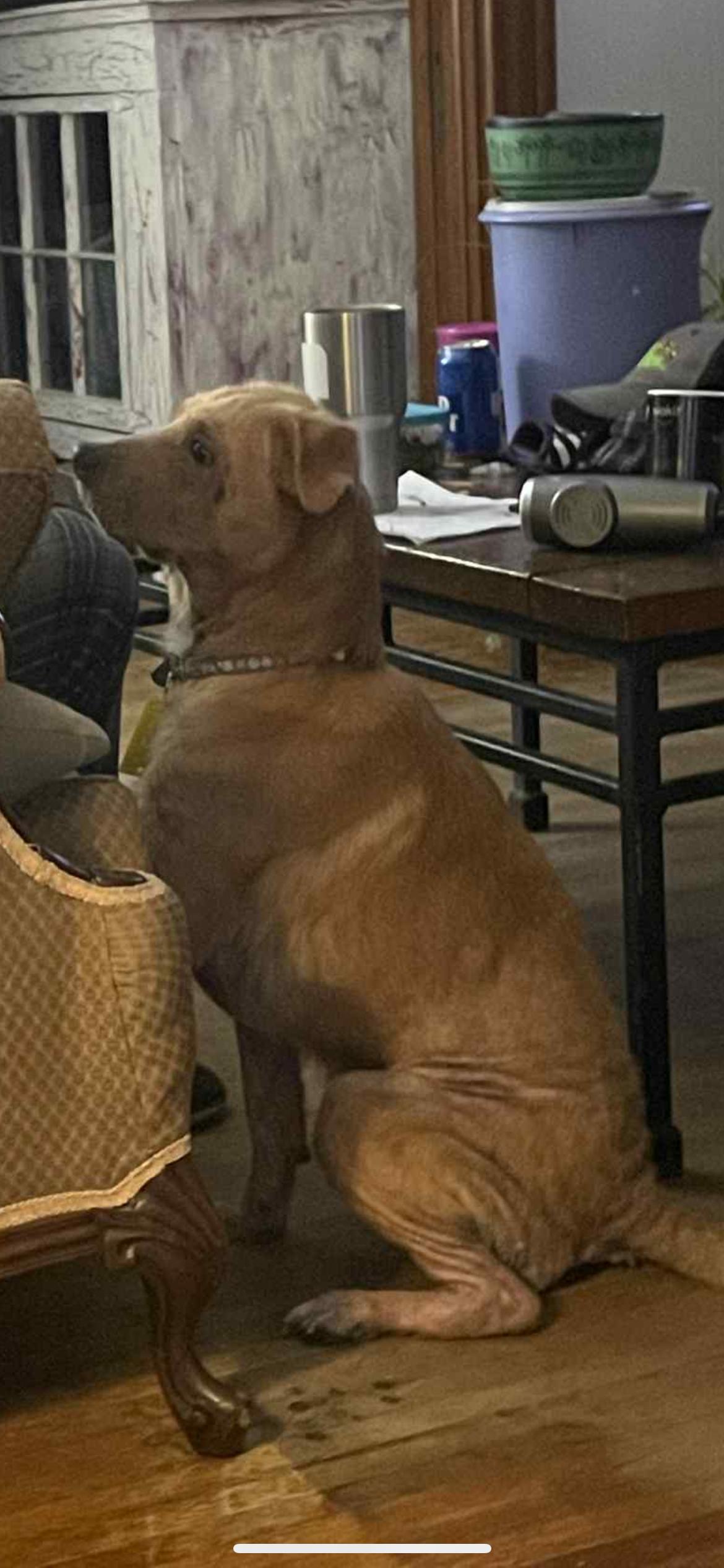 Enlarge Buddy, a Adoptable mixed breed in Byron, IL image 3/6