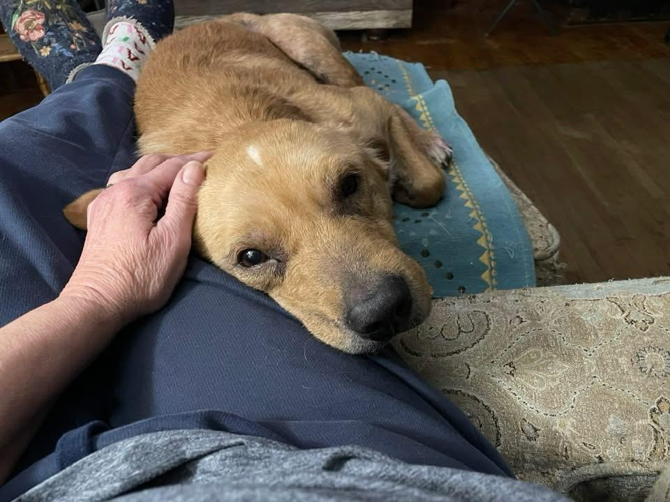 Enlarge Buddy, a Adoptable mixed breed in Byron, IL image 4/6