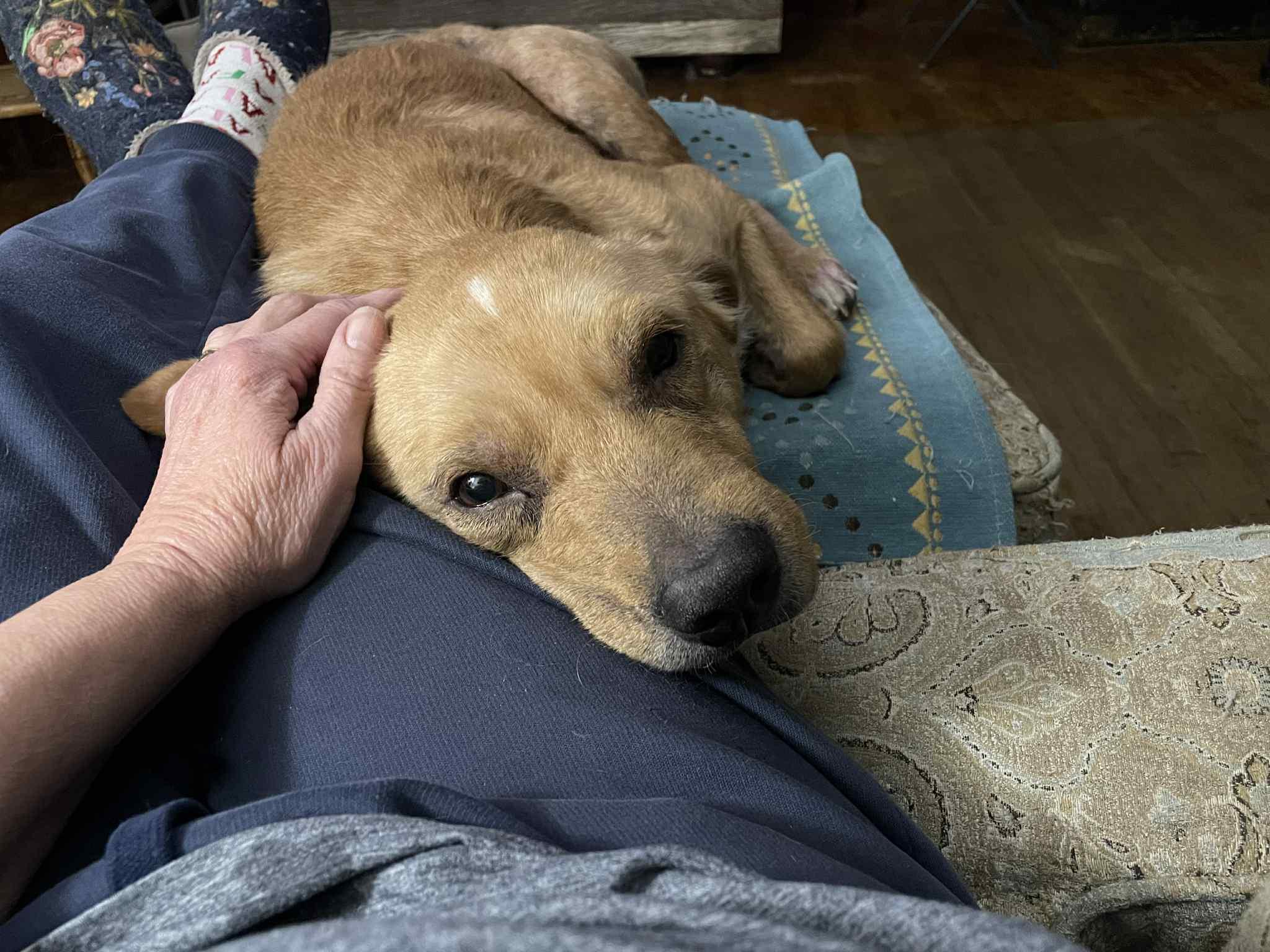 Enlarge Buddy, a Adoptable mixed breed in Byron, IL image 5/6