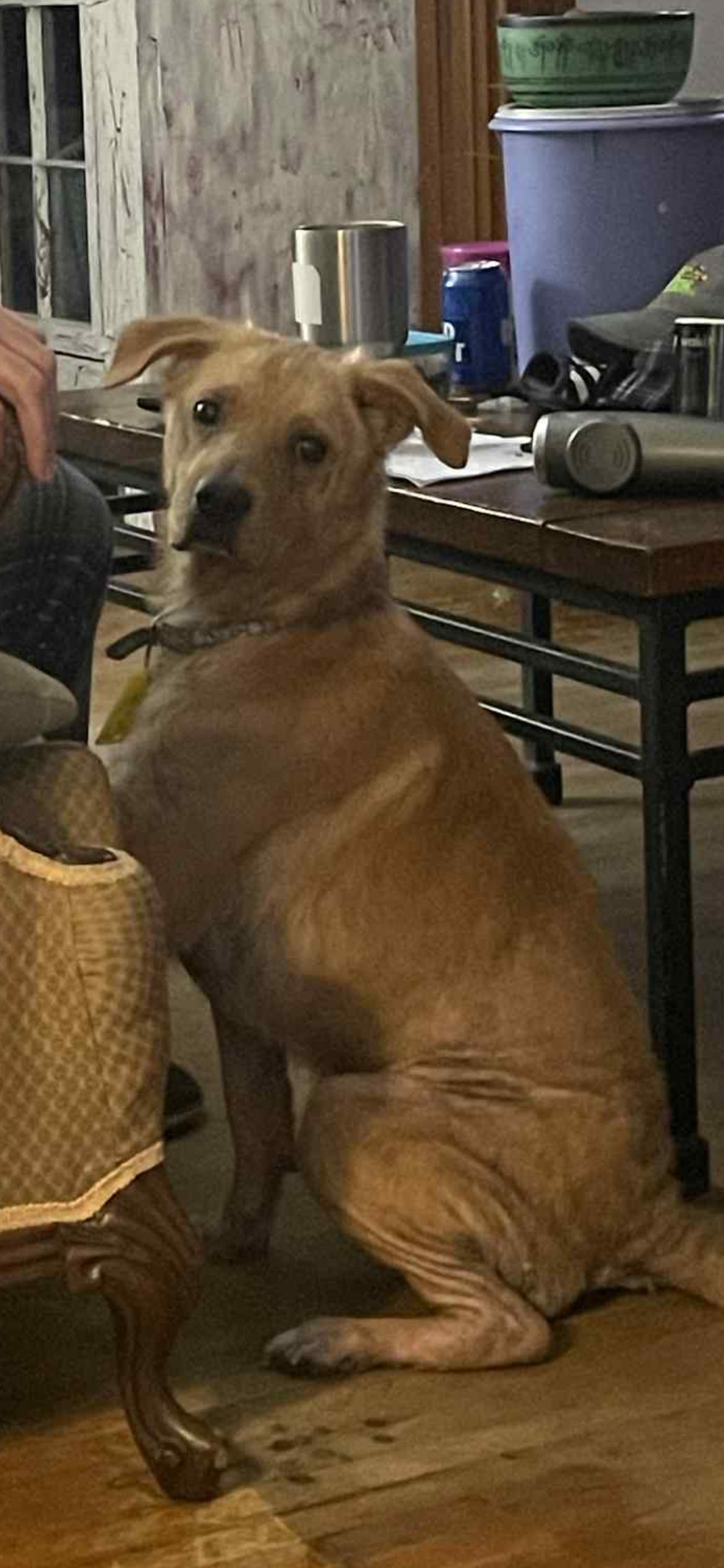 Enlarge Buddy, a Adoptable mixed breed in Byron, IL image 6/6