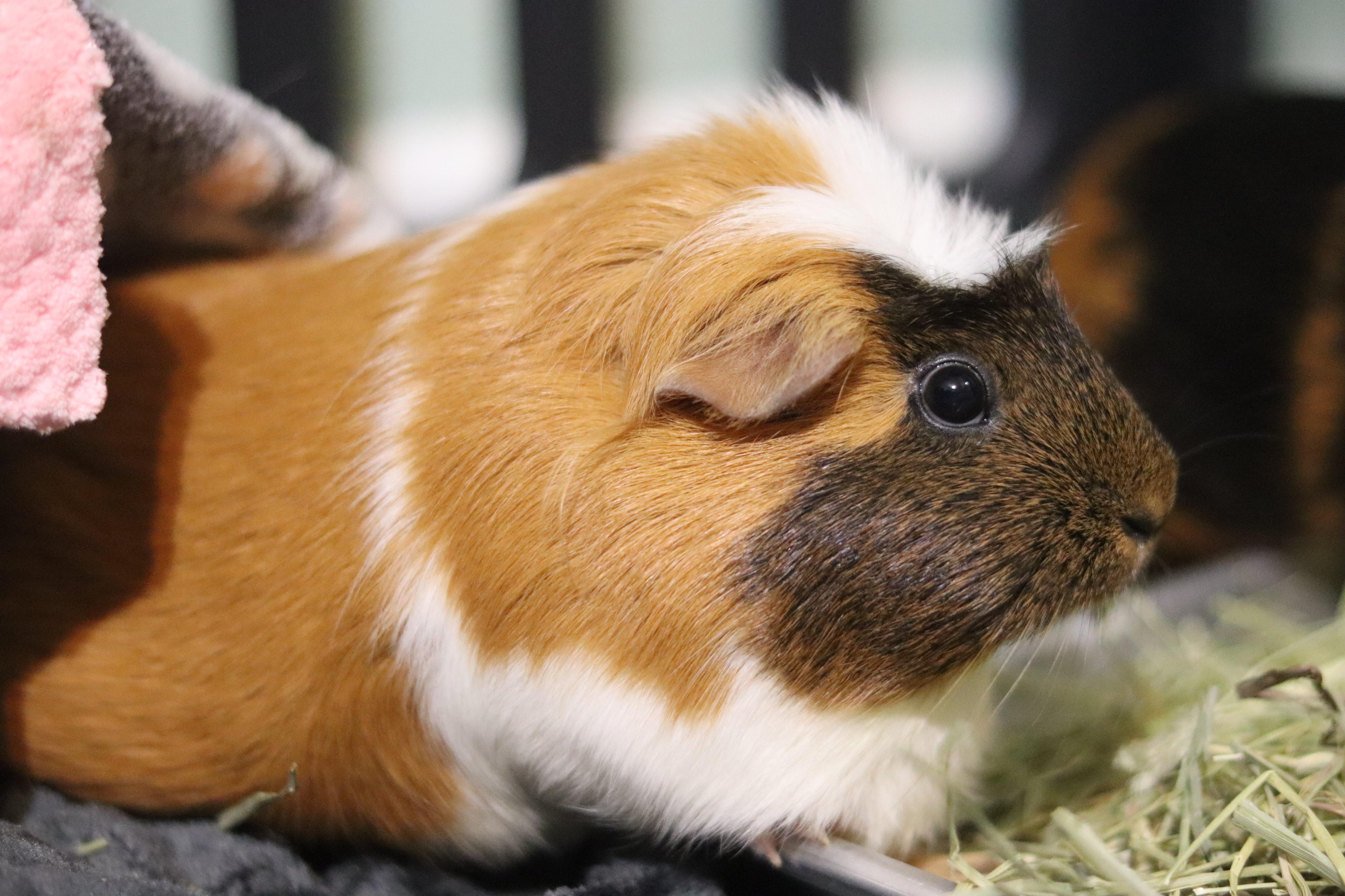 Jelly and Bean, a ADOPTABLE Guinea Pig in West Hollywood, CA image 3/6