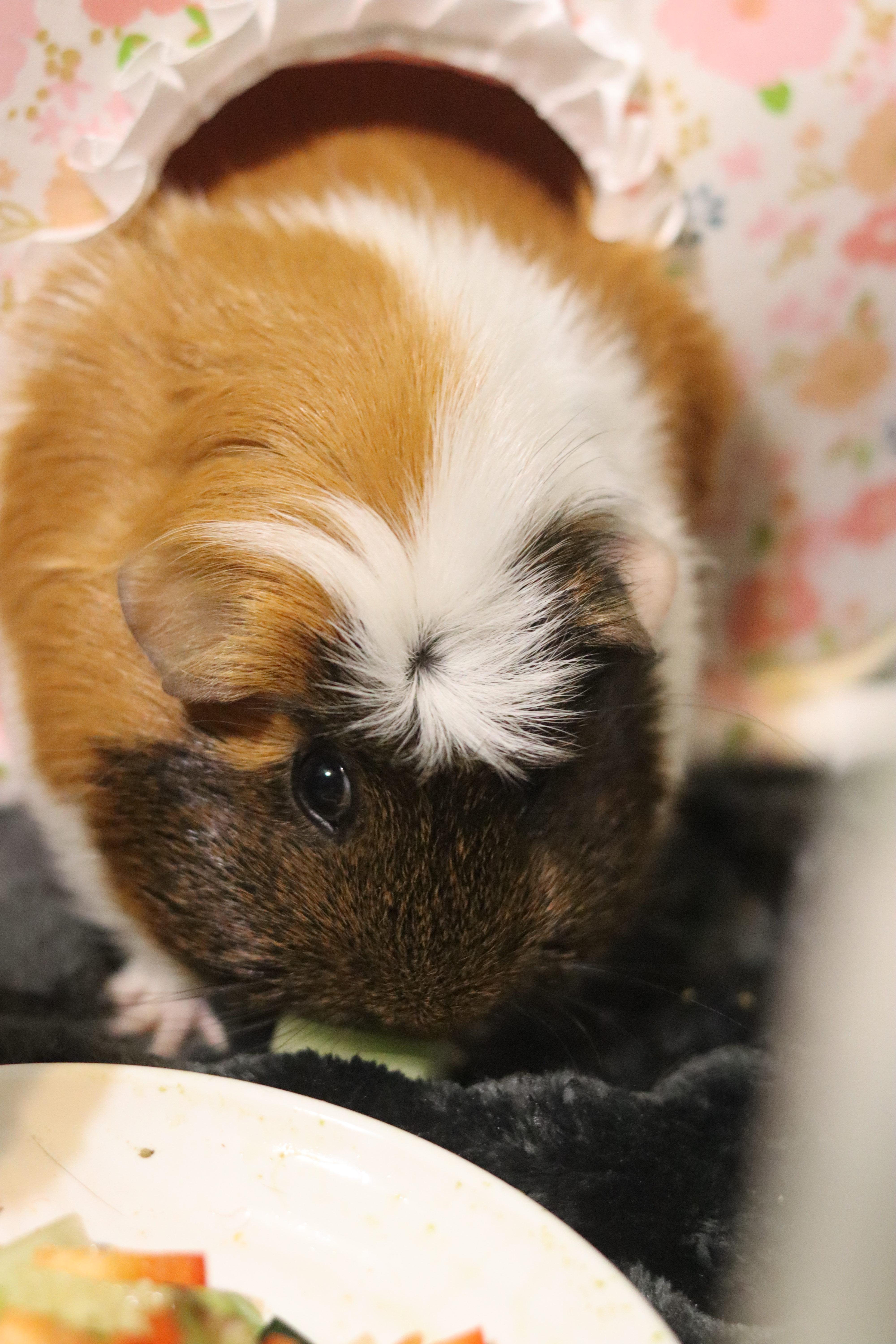 Jelly and Bean, a ADOPTABLE Guinea Pig in West Hollywood, CA image 6/6