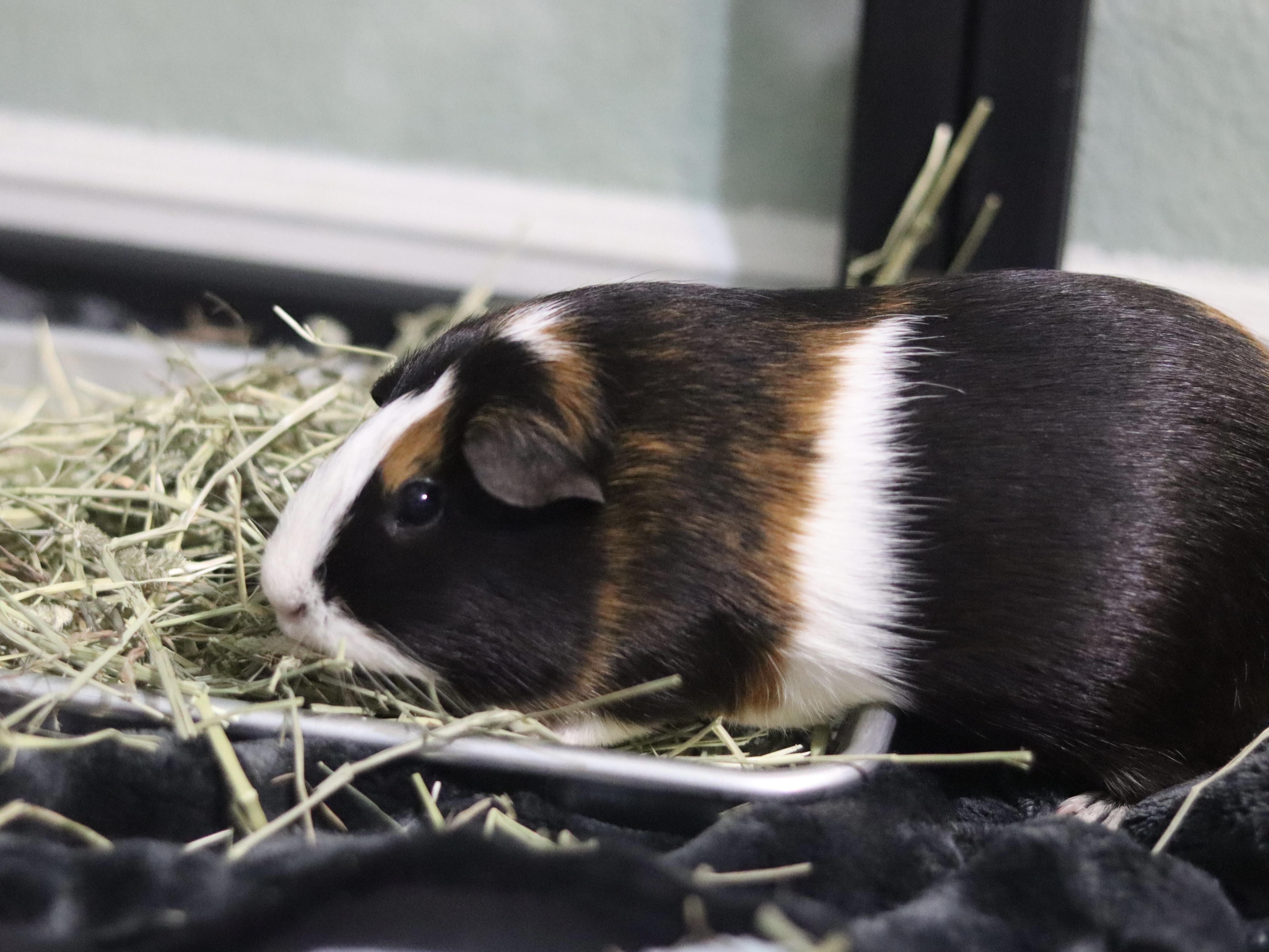 Jelly and Bean, a ADOPTABLE Guinea Pig in West Hollywood, CA image 4/6