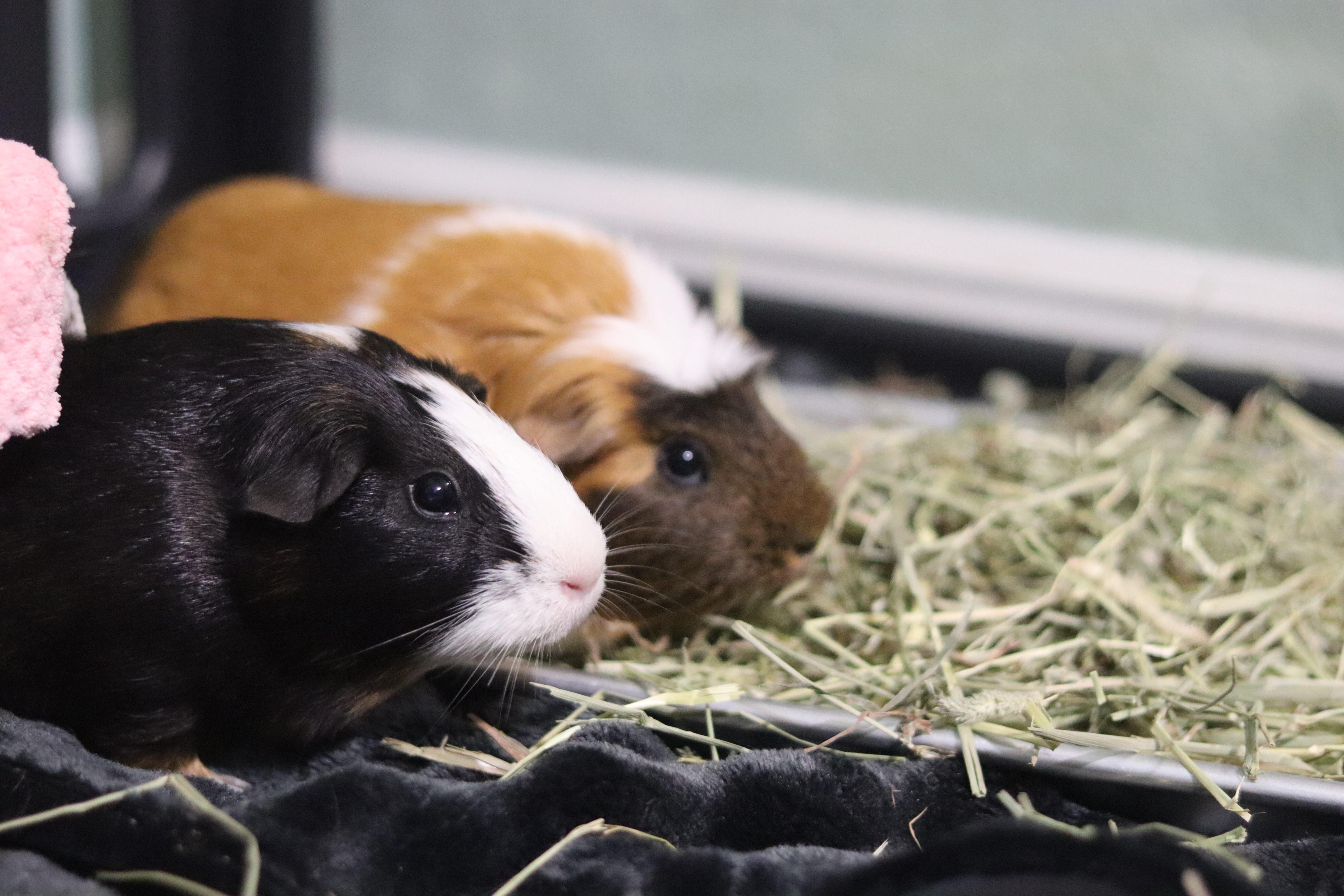 Jelly and Bean, ADOPTABLE, Young Female Guinea Pig.