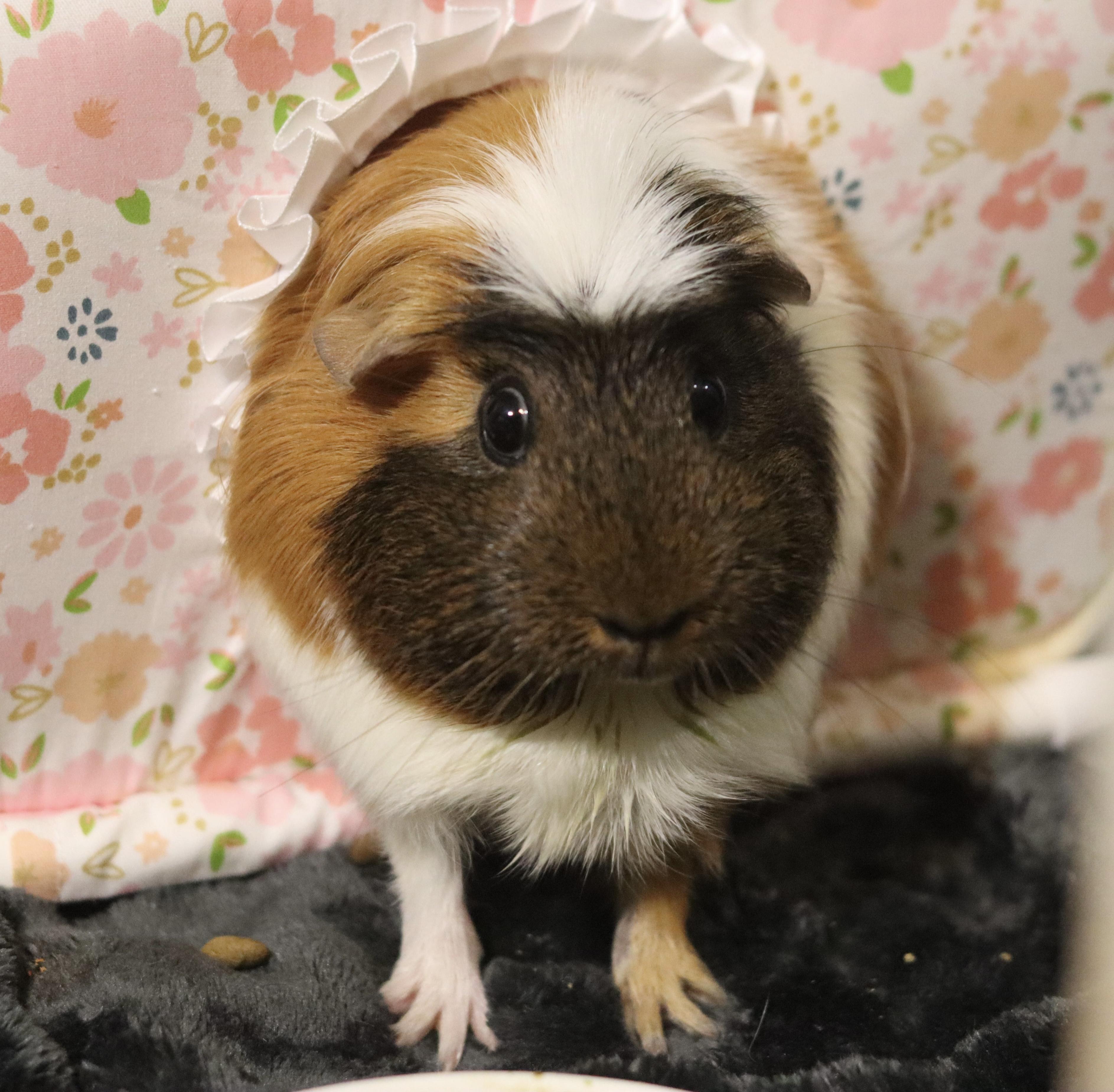 Jelly and Bean, a ADOPTABLE Guinea Pig in West Hollywood, CA image 2/6