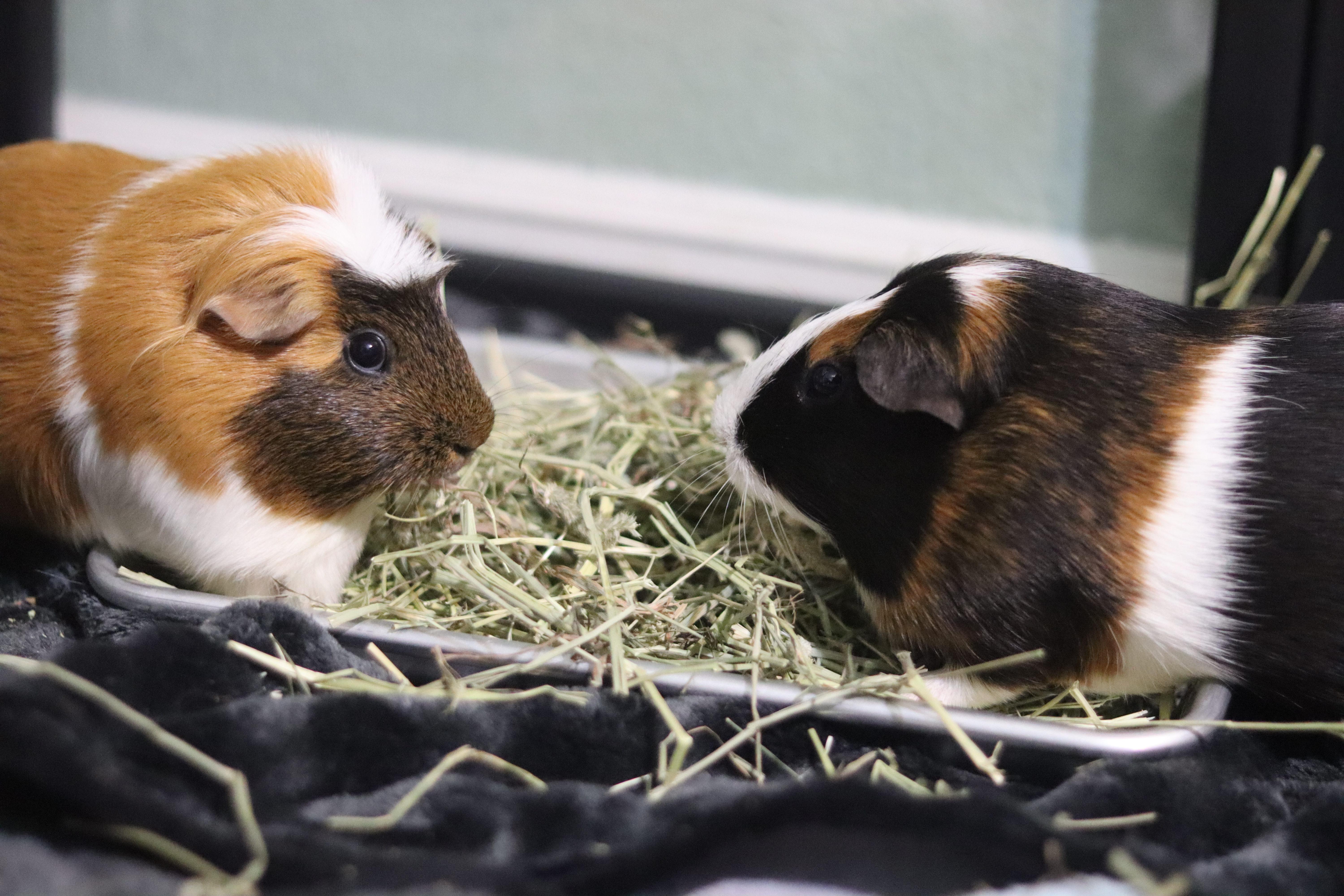 Jelly and Bean, a ADOPTABLE Guinea Pig in West Hollywood, CA image 5/6
