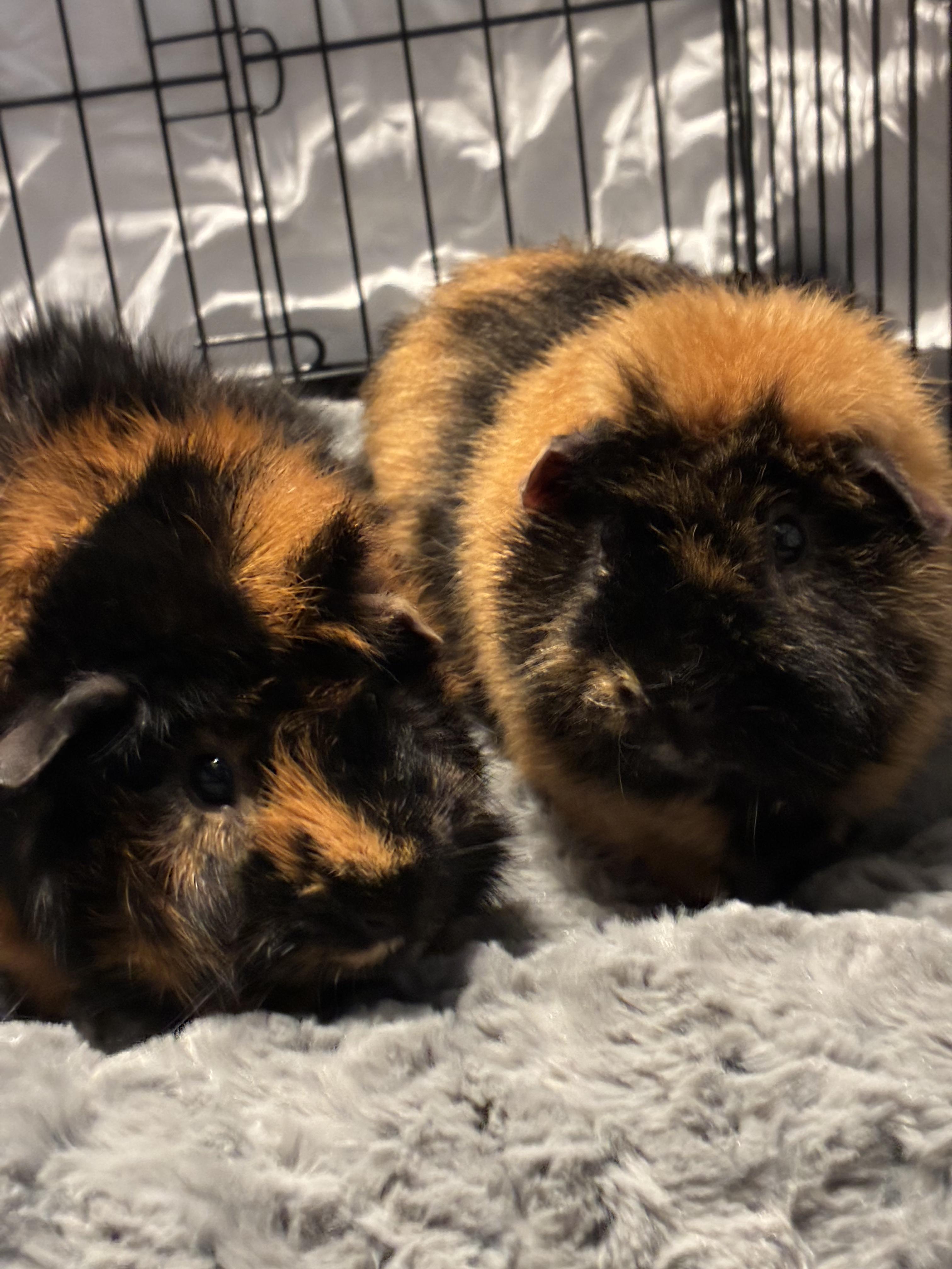Enlarge Brownie and Cupcake, a ADOPTABLE mixed breed in Johnstown, PA image 1/1