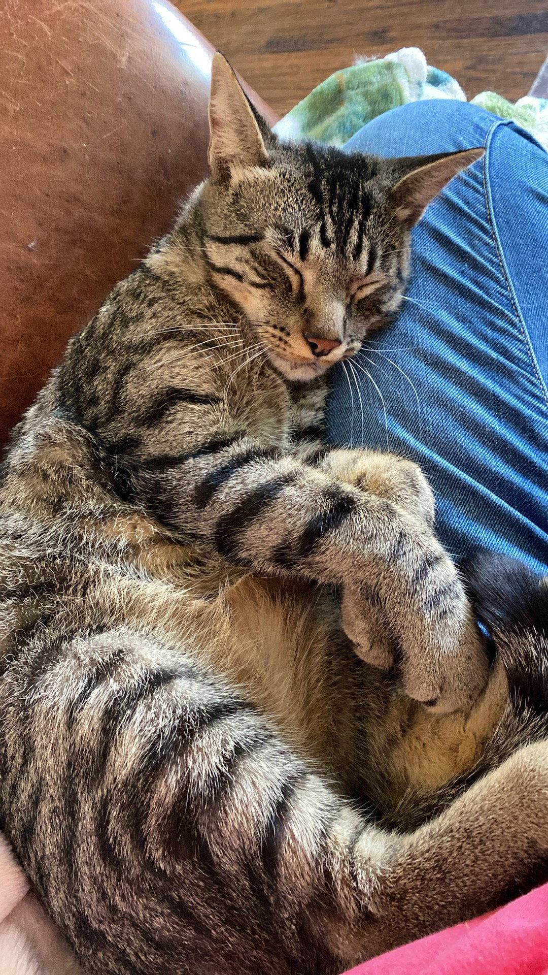 Gabe, Adopted, Adult Male Domestic Short Hair.