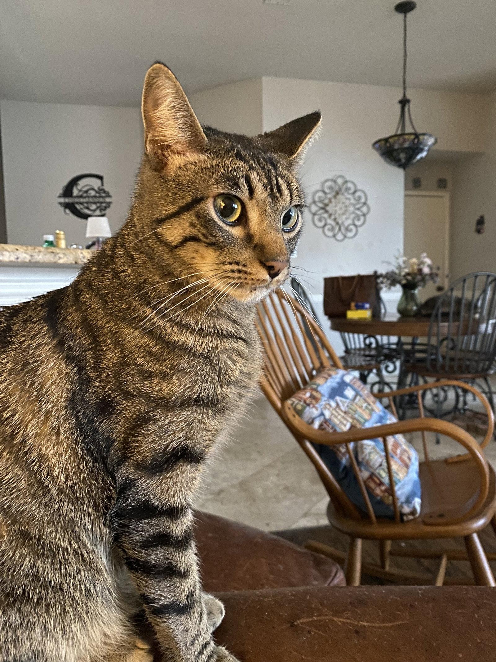 Gabe, a Adopted Domestic Short Hair in McKinney, TX image 2/3