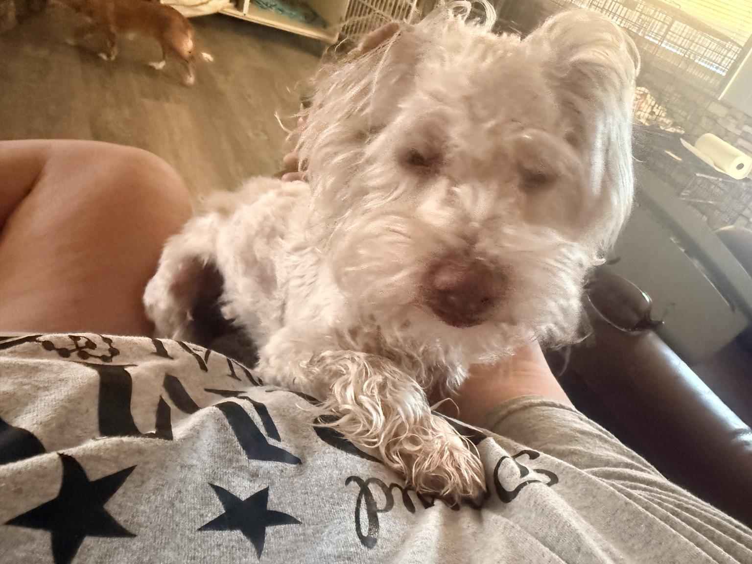 Enlarge Bunny, a ADOPTABLE mixed breed in valley springs, CA image 2/2