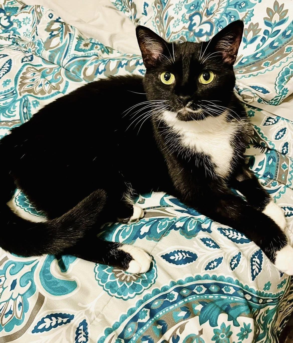 Liberty, a Adoptable Domestic Short Hair in Clarksville, TN image 1/3
