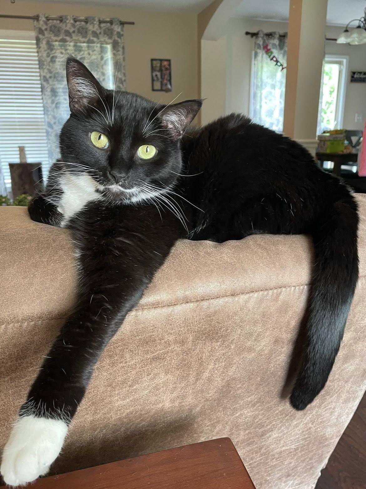 Liberty, a Adoptable Domestic Short Hair in Clarksville, TN image 2/3