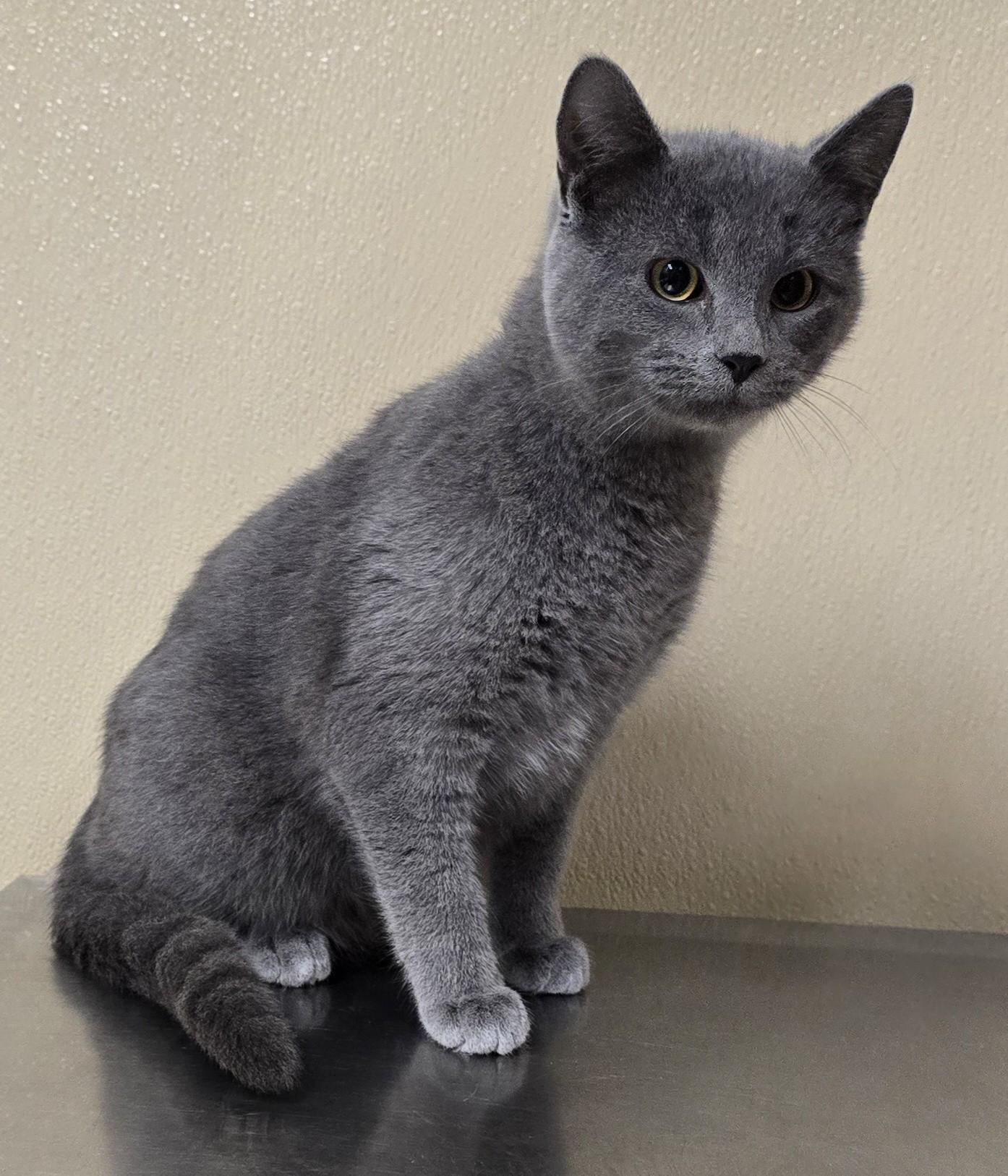 Enlarge Kringle, an adoptable mixed breed in Brainerd, MN image 2/2