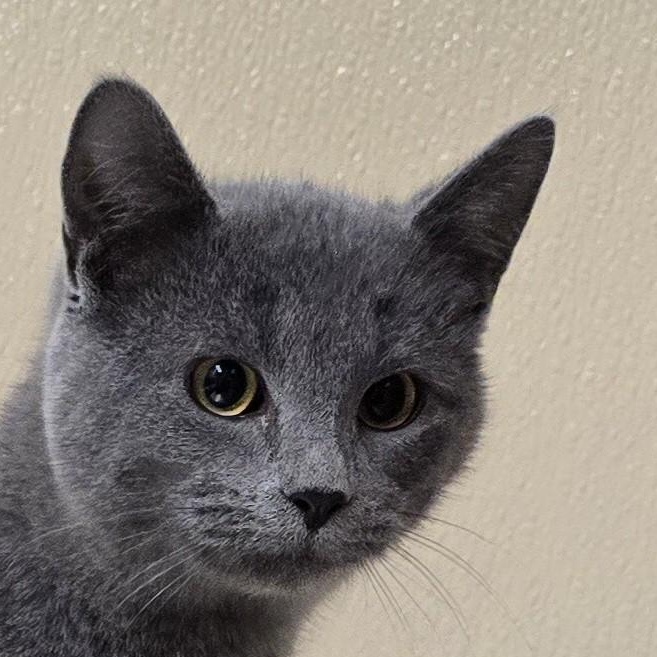 Enlarge Kringle, an adoptable mixed breed in Brainerd, MN image 1/2