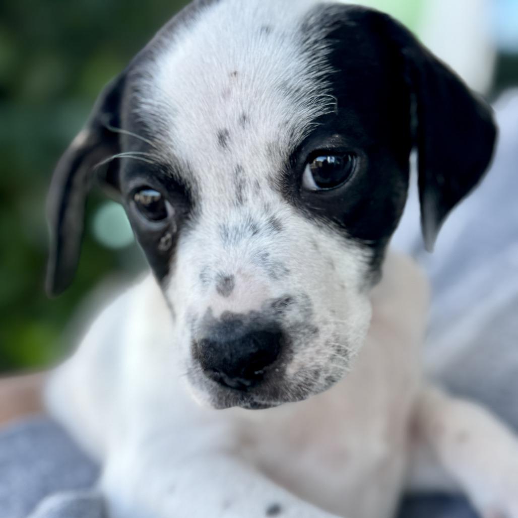 Enlarge Dafne, a Adoptable Mixed Breed in Bradenton, FL image 1/1