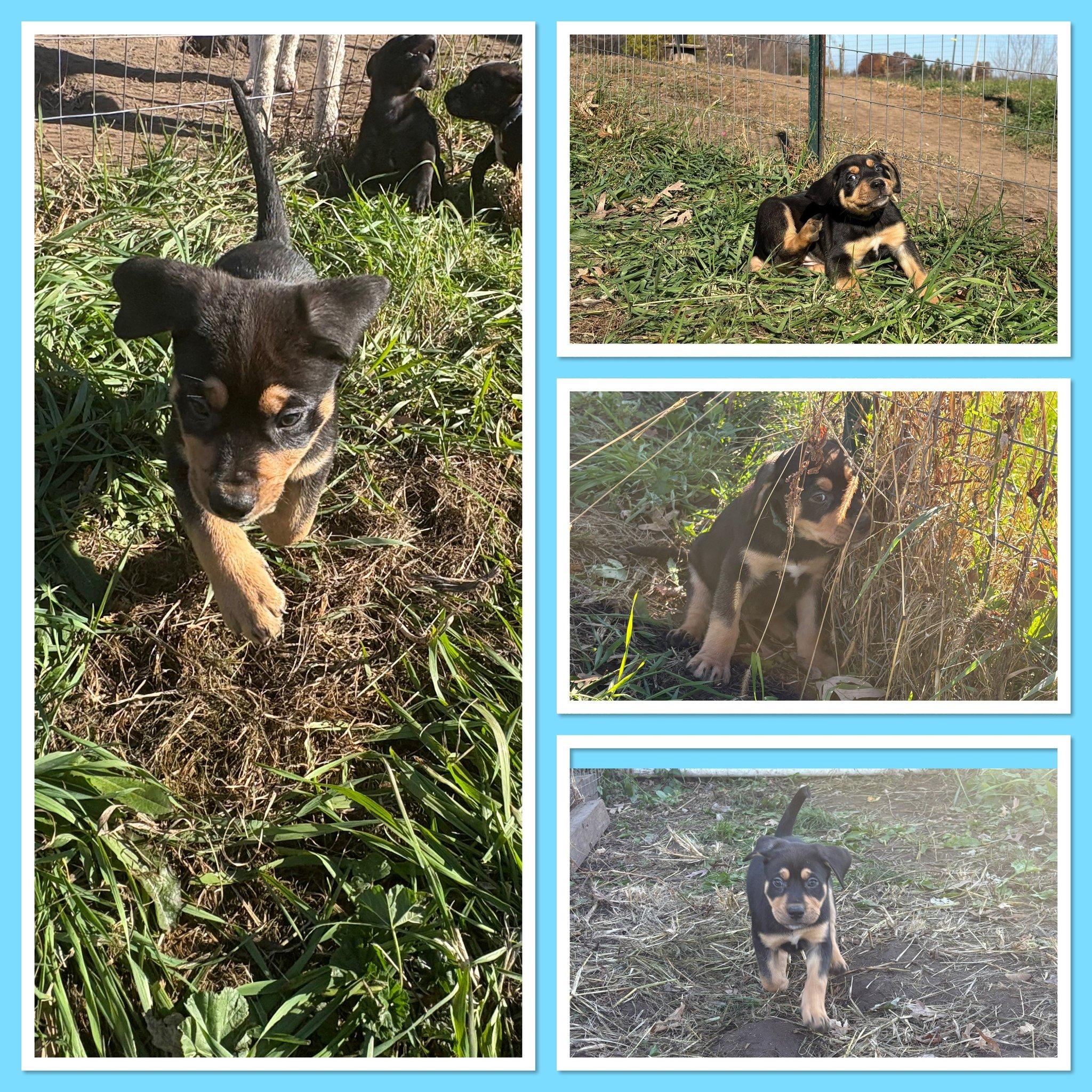 Rainbow Dash, Adoptable, Puppy Female Labrador Retriever.