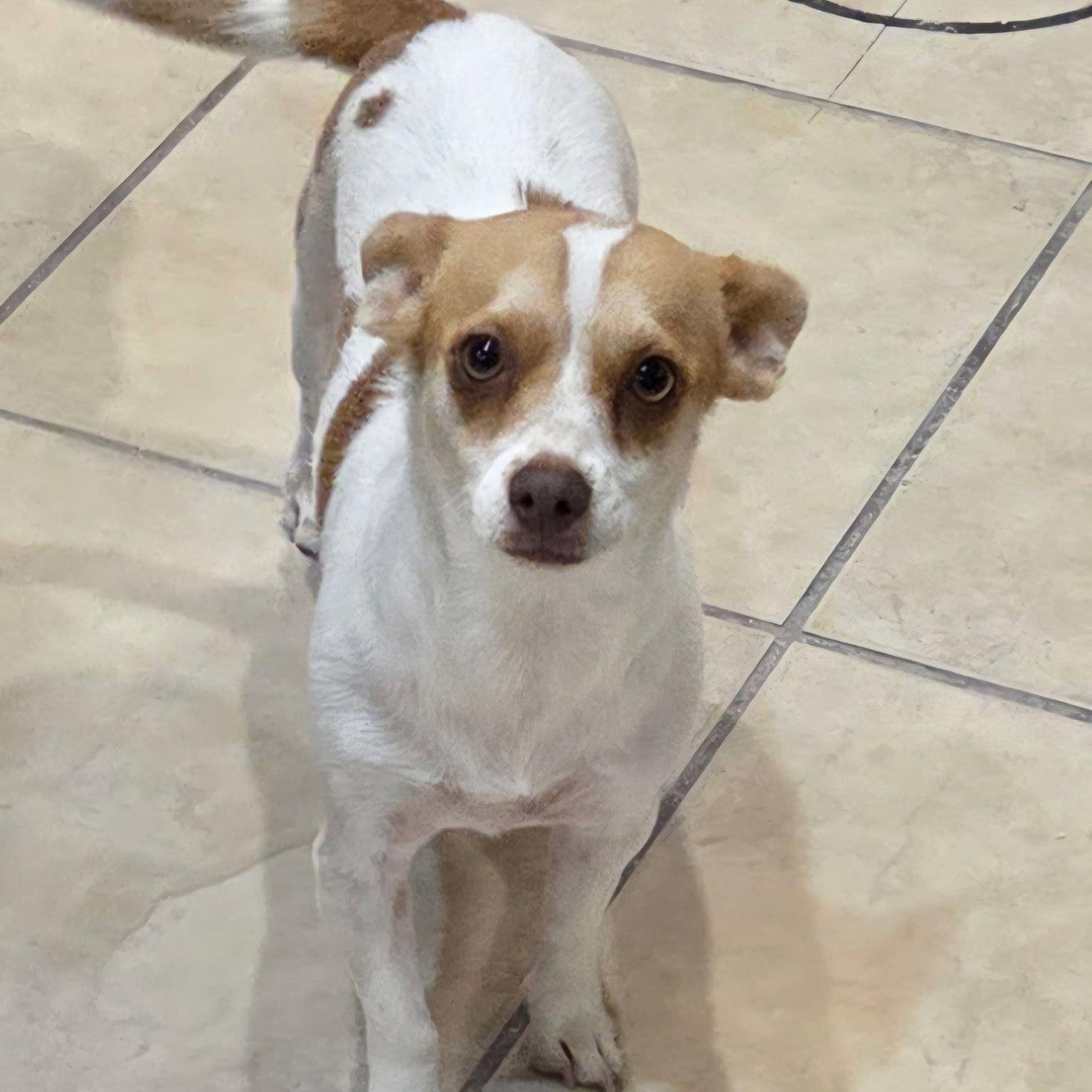 Enlarge ROSSIE, a ADOPTABLE Chihuahua in Marana, AZ image 1/1