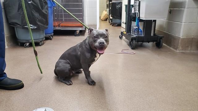 SAHARA, Adoptable, Young Female Pit Bull Terrier.