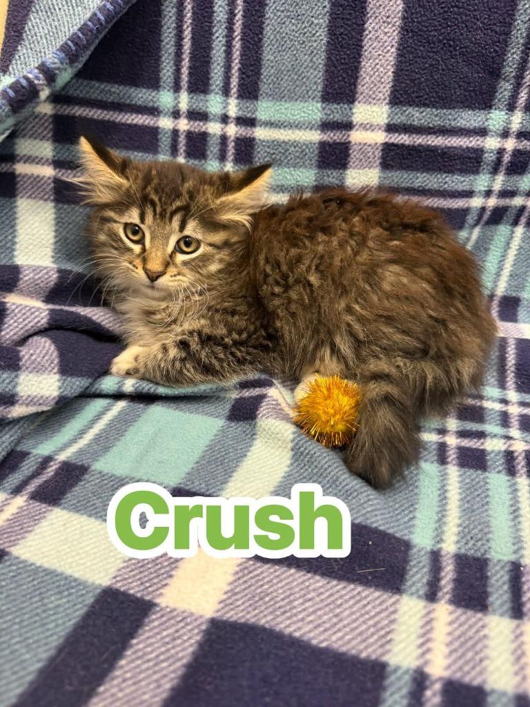 Crush, Adoptable, Kitten Male Domestic Long Hair.