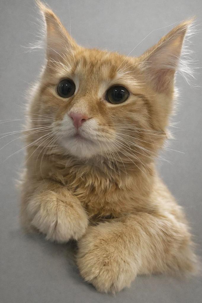 Honey, ADOPTABLE, Young Female Domestic Medium Hair.