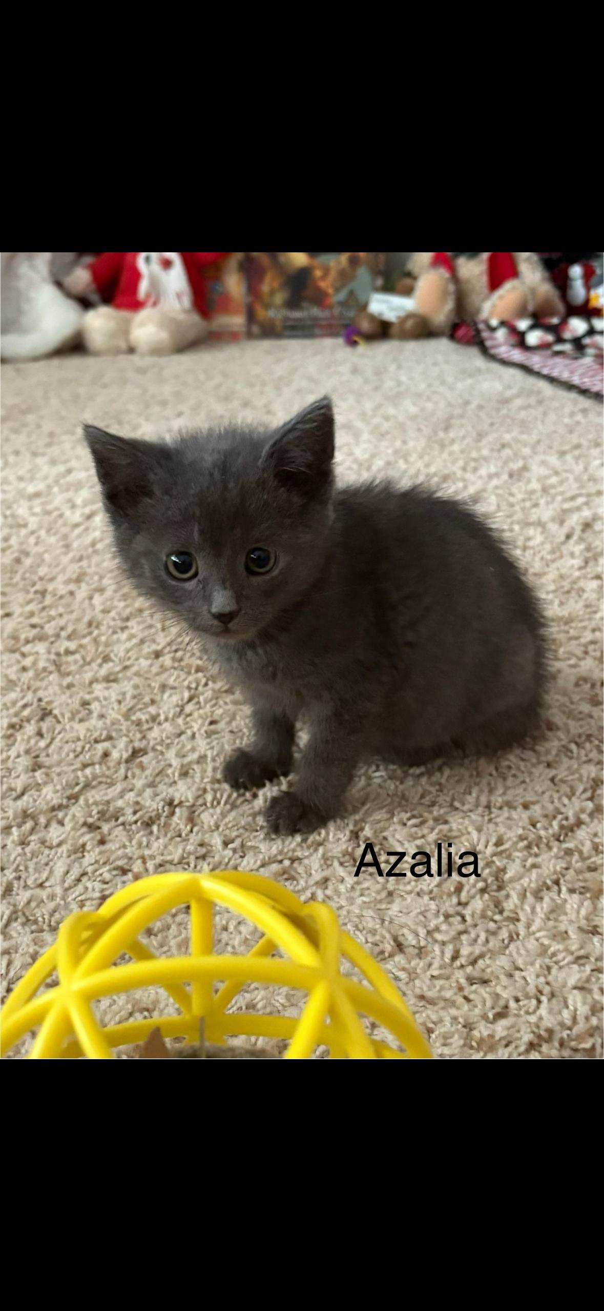 Enlarge Azalia, a ADOPTABLE American Shorthair in Big Rapids, MI image 2/2