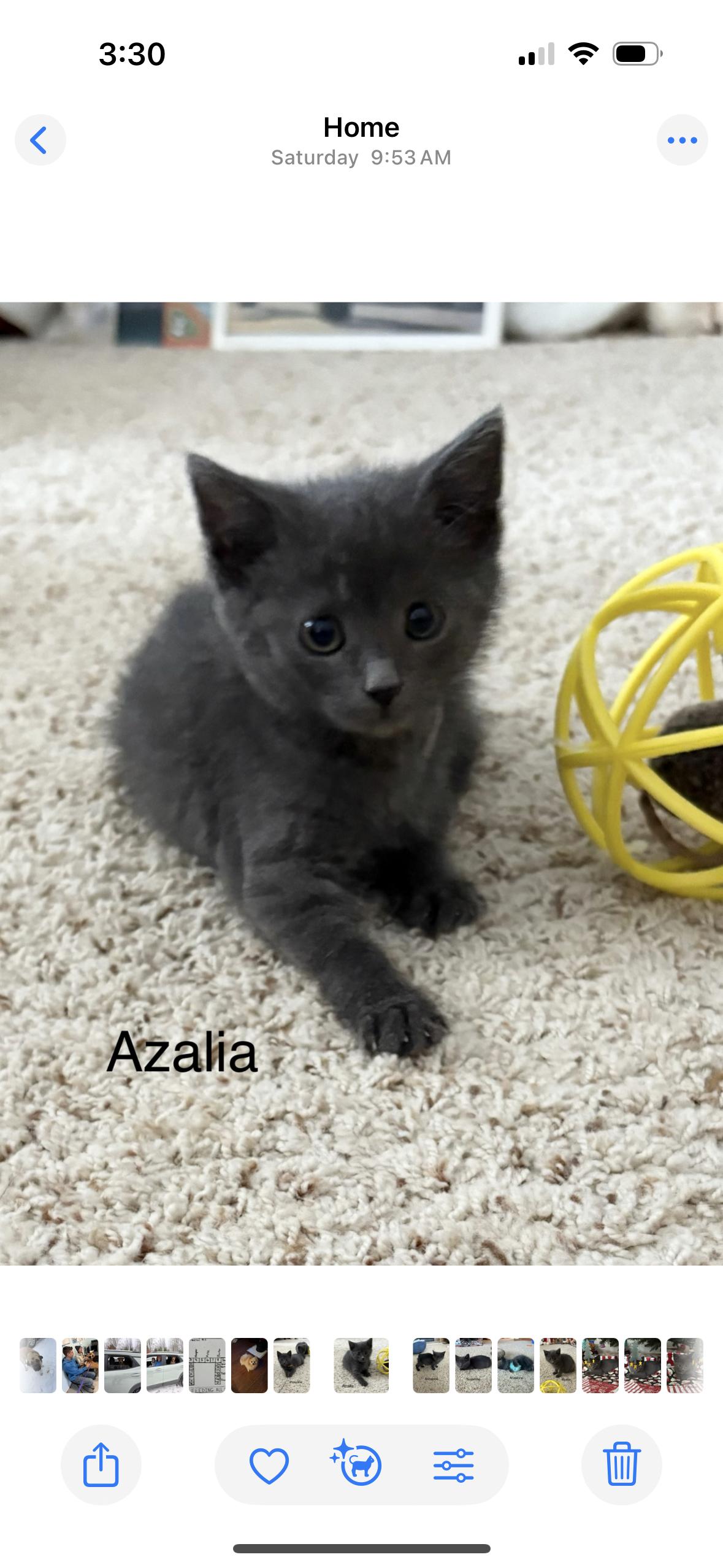 Azalia, ADOPTABLE, Kitten Female American Shorthair.