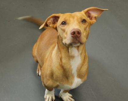 Enlarge Lola, a Adoptable mixed breed in Picayune, MS image 1/3