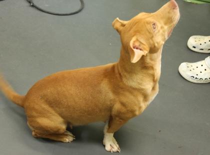 Enlarge Lola, a Adoptable mixed breed in Picayune, MS image 2/3
