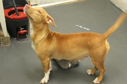 Enlarge Lola, a Adoptable mixed breed in Picayune, MS image 3/3