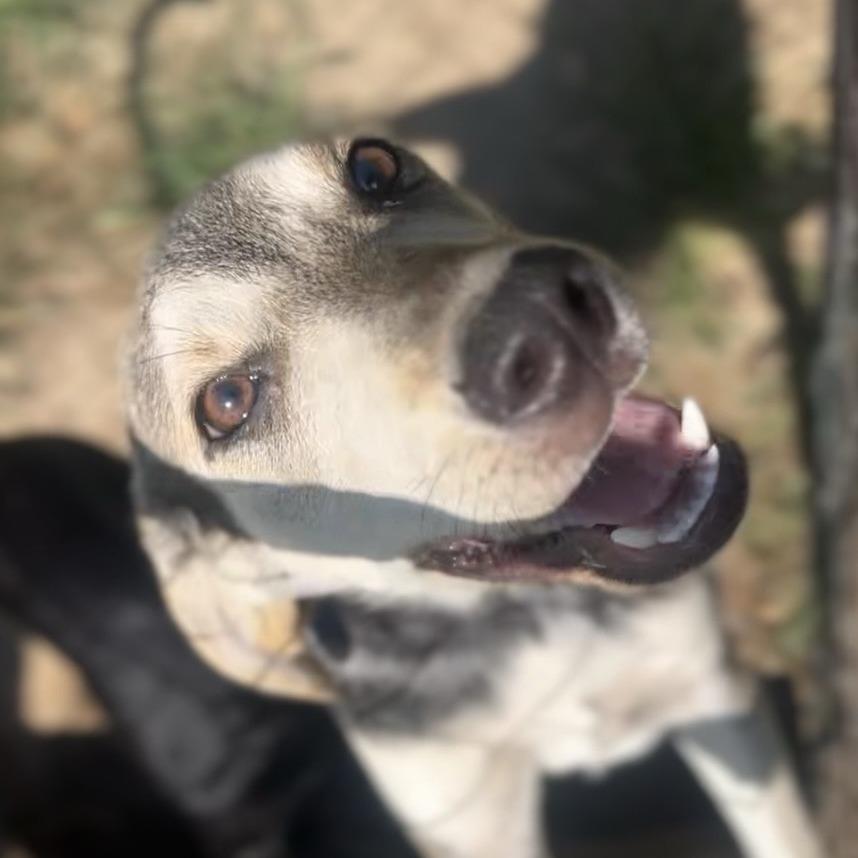 Enlarge Duke, a Adoptable Coonhound in Wiggins, MS image 2/5