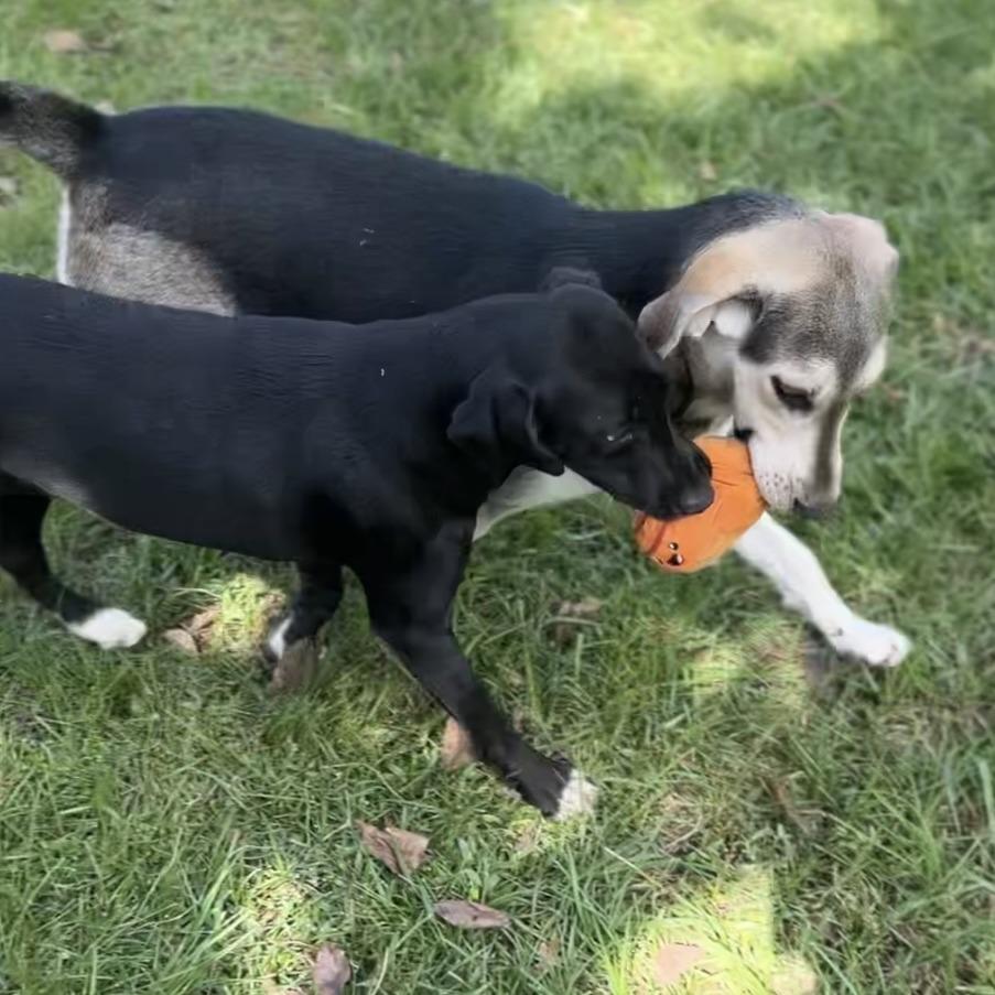 Enlarge Duke, a Adoptable Coonhound in Wiggins, MS image 3/5