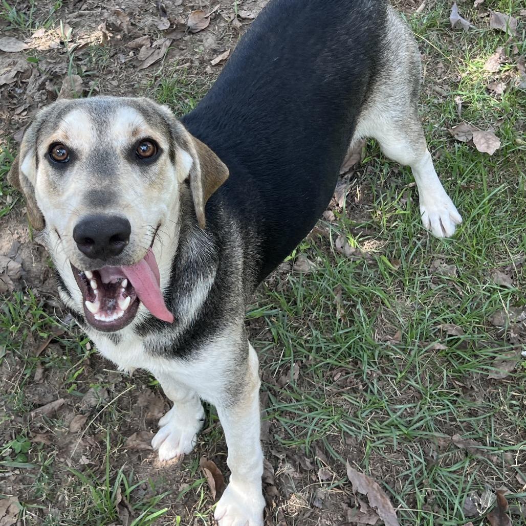 Enlarge Duke, a Adoptable Coonhound in Wiggins, MS image 4/5