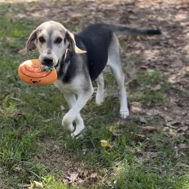 Enlarge Duke, a Adoptable Coonhound in Wiggins, MS image 5/5