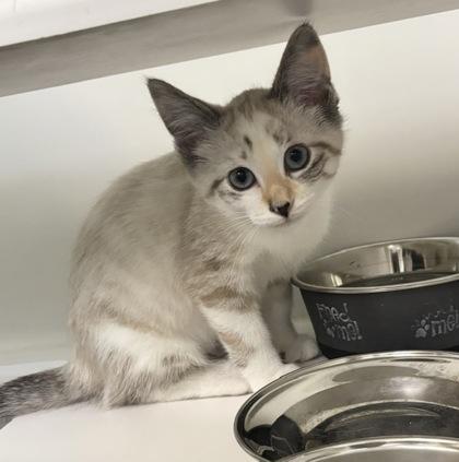 Canoe, Adoptable, Kitten Female Domestic Short Hair & Domestic Short Hair.